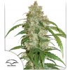 Dutch Passion - CBD Auto White Widow 7 ks - Semená neobsahujú THC. Dutch Passion - CBD Auto White Widow 7 ks - Semená neobsahujú THC.