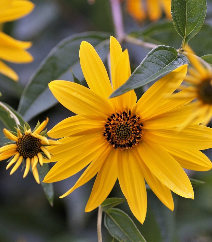 Topinambur hľuznatá - Helianthus tuberosus - voľnokorenné sadenice slnečnice - 1 ks