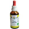 Saw palmetto (Serenoa plazivá) standardizovaný extrakt 50ml Salvia Paradise Saw palmetto (Serenoa plazivá) standardizovaný extrakt 50ml Salvia Paradise