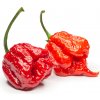 Chilli 7 Pot Primo - Capsicum chinense - predaj semien - 6 ks Chilli 7 Pot Primo - Capsicum chinense - predaj semien - 6 ks