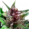 Dutch Passion Shaman neobsahuje THC 3 ks Dutch Passion Shaman neobsahuje THC 3 ks