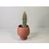 Borzicactus Leonensis Borzicactus Leonensis