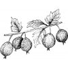Alteya Amla olej 100% Bio 50 ml Alteya Amla olej 100% Bio 50 ml