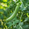 Hrach dreňový Maxigolt - Pisum sativum - semená - 35 ks Hrach dreňový Maxigolt - Pisum sativum - semená - 35 ks