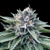 DNA Genetics - Sorbet #4 5 ks - semená neobsahujú THC DNA Genetics - Sorbet #4 5 ks - semená neobsahujú THC