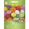 Cínia trpasličia mix FloraSelf