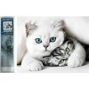 Norimpex Puzzle Diamantový obraz Mačacie tajomstvo 30 x 40 cm 1-39 dielov