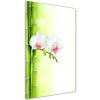 Vertikálny foto obraz sklenený Orchidea a bambus 50x100 cm Vertikálny foto obraz sklenený Orchidea a bambus 50x100 cm
