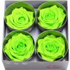Ruža preparovaná 7/8cm LIME GREEN /ks - bal. 4 ks Ruža preparovaná 7/8cm LIME GREEN /ks - bal. 4 ks