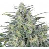Expert Seeds - Critical Lights 15 ks - Semená neobsahujú THC Expert Seeds - Critical Lights 15 ks - Semená neobsahujú THC