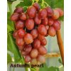 Vinič Autumn Pearl bezsemenný