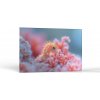 Príroda Morský koník v korale | Obrazy Vintessia Rozmery obdĺžnik: 20x30 Príroda Morský koník v korale | Obrazy Vintessia Rozmery obdĺžnik: 20x30