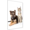 Vertikálny foto obraz akrylový na stenu Pes a mačka 50x100 cm Vertikálny foto obraz akrylový na stenu Pes a mačka 50x100 cm