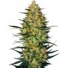 Sensi Seeds Cannabis Seeds Caramellow Kush Automatic Feminized, 3-10 ks 5 ks Sensi Seeds Cannabis Seeds Caramellow Kush Automatic Feminized, 3-10 ks 5 ks