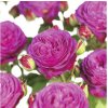 Ruža záhonová FloraSelf Rosa 'Heidi Klum' 15-60 cm kvetináč 3 l Ruža záhonová FloraSelf Rosa 'Heidi Klum' 15-60 cm kvetináč 3 l