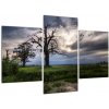 Obraz stromu (Obraz 90x60cm) Obraz stromu (Obraz 90x60cm)