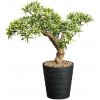 Bonsaj tis v kvetináči, 40 cm (umelá bonsai) Bonsaj tis v kvetináči, 40 cm (umelá bonsai)