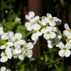 Arábka alpínska biela - Arabis alpina - semená - 200 ks Arábka alpínska biela - Arabis alpina - semená - 200 ks