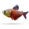 Aquascaperi Tetra červená - Hyphessobrycon / flammeus Aquascaperi Tetra červená - Hyphessobrycon / flammeus