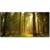 Fotoobraz na skle les slnko 100x50 cm Fotoobraz na skle les slnko 100x50 cm