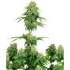 Sensi Seeds Cannabis Seeds Girl Scout Cookies feminizované od White Label, 3-10 ks 10 ks Sensi Seeds Cannabis Seeds Girl Scout Cookies feminizované od White Label, 3-10 ks 10 ks