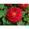 Ruža popínavá Ruby Queen, výška 50-60 cm, kvetináč 1,5 l Ruža popínavá Ruby Queen, výška 50-60 cm, kvetináč 1,5 l