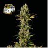 Seedsman The White OG neobsahuje THC 10 semen Seedsman The White OG neobsahuje THC 10 semen