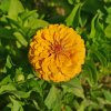 Cínia pôvabná žltá - Zinnia elegans - semená - 50 ks Cínia pôvabná žltá - Zinnia elegans - semená - 50 ks
