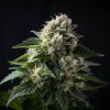 Vision Seeds - Russian Snow 5 ks - Semená neobsahujú THC Vision Seeds - Russian Snow 5 ks - Semená neobsahujú THC