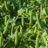 BIO Hrach dreňový Gloriosa - Pisum sativum - bio semená hrachu - 50 ks BIO Hrach dreňový Gloriosa - Pisum sativum - bio semená hrachu - 50 ks