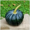 BIO Tekvica Black Futsu - Cucurbita moschata - bio semená tekvice - 7 ks BIO Tekvica Black Futsu - Cucurbita moschata - bio semená tekvice - 7 ks