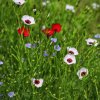 Ľan veľkokvetý zmes farieb - Linum grandiflorum - semená ľanu - 180 ks Ľan veľkokvetý zmes farieb - Linum grandiflorum - semená ľanu - 180 ks