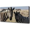 Foto obraz na plátne Dve zebry 100x50 cm Foto obraz na plátne Dve zebry 100x50 cm