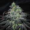 Delicious Seeds - Golosa 3 ks - Semená neobsahujú THC Delicious Seeds - Golosa 3 ks - Semená neobsahujú THC