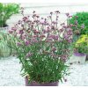 Železník argentínsky - Verbena bonariensis ´Lollipop´ 20/25cm Železník argentínsky - Verbena bonariensis ´Lollipop´ 20/25cm