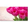 Foto obraz akrylový na stenu Ružové tulipány 100x50 cm Foto obraz akrylový na stenu Ružové tulipány 100x50 cm