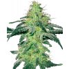 Sensi Seeds Cannabis Seeds White Skunk Feminized by White Label, 3-10 ks 10 ks Sensi Seeds Cannabis Seeds White Skunk Feminized by White Label, 3-10 ks 10 ks