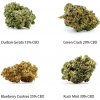 CBD Flowers sample set - Durban Gelato 15% CBD, Green Crack 20% CBD, Blueberry Cookies 25% CBD, Kush Mint 30% CBD, 4 x 1 g CBD Flowers sample set - Durban Gelato 15% CBD, Green Crack 20% CBD, Blueberry Cookies 25% CBD, Kush Mint 30% CBD, 4 x 1 g