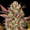Barney´s Farm - Amnesia Haze Auto 1 ks - Semená neobsahujú THC. Barney´s Farm - Amnesia Haze Auto 1 ks - Semená neobsahujú THC.