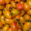 Paradajka Artisan Blush Tiger – Solanum lycopersicum – semená paradajky – 6 ks Paradajka Artisan Blush Tiger – Solanum lycopersicum – semená paradajky – 6 ks