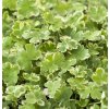Hydrocotyle sib. ’Variegata’ – košík 11x11 cm