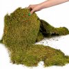 Terrario Shadow Forest Moss 35x30 cm Terrario Shadow Forest Moss 35x30 cm