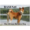 Basenji the African Barkless Dog (Wall Calendar 2026 DIN A4 landscape), CALVENDO 12 Month Wall Calendar (Calvendo,Petra Wobst)(Kalendár) Basenji the African Barkless Dog (Wall Calendar 2026 DIN A4 landscape), CALVENDO 12 Month Wall Calendar (Calvendo,Petra Wobst)(Kalendár)