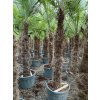 Trachycarpus fortunei s výškou kmeňa 140-160 cm Trachycarpus fortunei s výškou kmeňa 140-160 cm