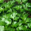 BIO Petržlen Einfache Schnitt - Petroselinum Crispum - bio semená - 200 ks BIO Petržlen Einfache Schnitt - Petroselinum Crispum - bio semená - 200 ks