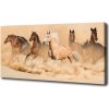 Foto obraz na plátne Kone púšť 100x50 cm Foto obraz na plátne Kone púšť 100x50 cm