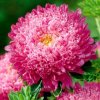 Astra dvojkvetá - Karmínová Sidónia (semená) Astra dvojkvetá - Karmínová Sidónia (semená)