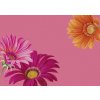 IHR Plastové prestieranie Joyful Gerbera 43cm IHR Plastové prestieranie Joyful Gerbera 43cm