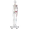 Model kostry človeka v životnej veľkosti - 180 cm Model kostry človeka v životnej veľkosti - 180 cm