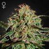 Green House Seed - A.M.S. 5 kusov - semená neobsahujú THC Green House Seed - A.M.S. 5 kusov - semená neobsahujú THC